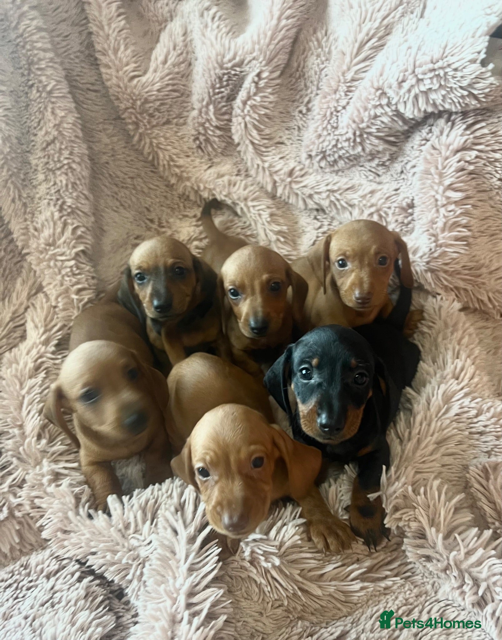 Dachshund dogs Miniature dachshund  - Advert 5