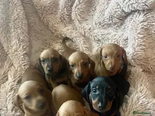 Dachshund dogs Miniature dachshund - Advert 3