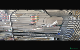 Cockatiels birds for sale: 2x cockatiels for sale and cage/toys - Image 1