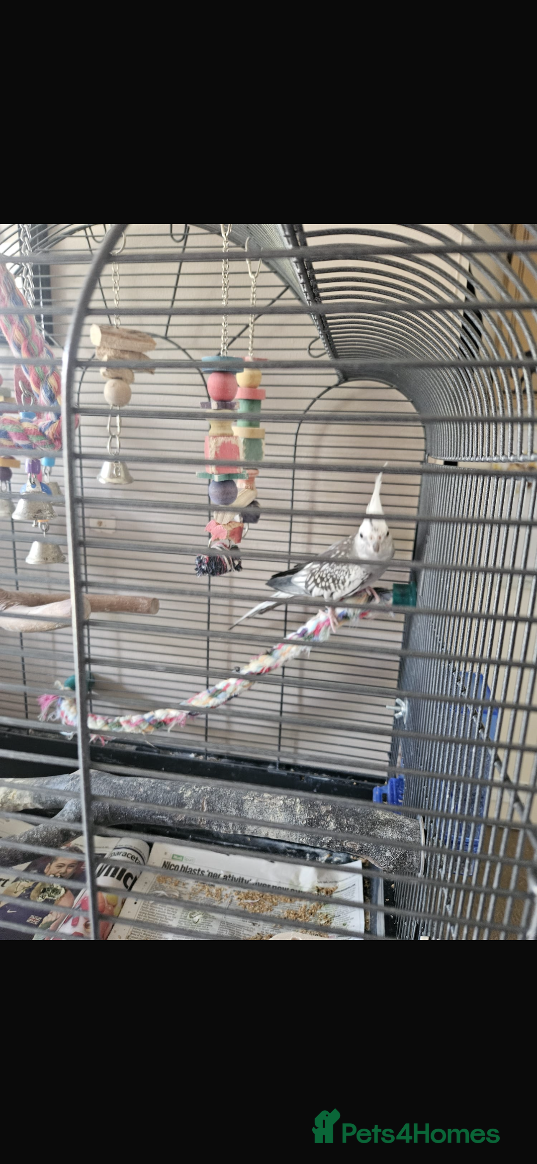 Cockatiels birds for sale: 2x cockatiels for sale and cage/toys - Image 1