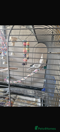 Cockatiels birds - Advert 12