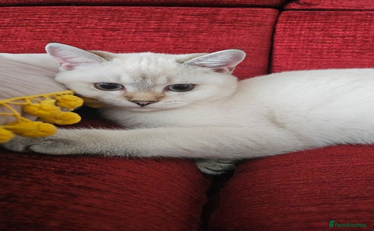 Scottish Fold cats - Advert 1