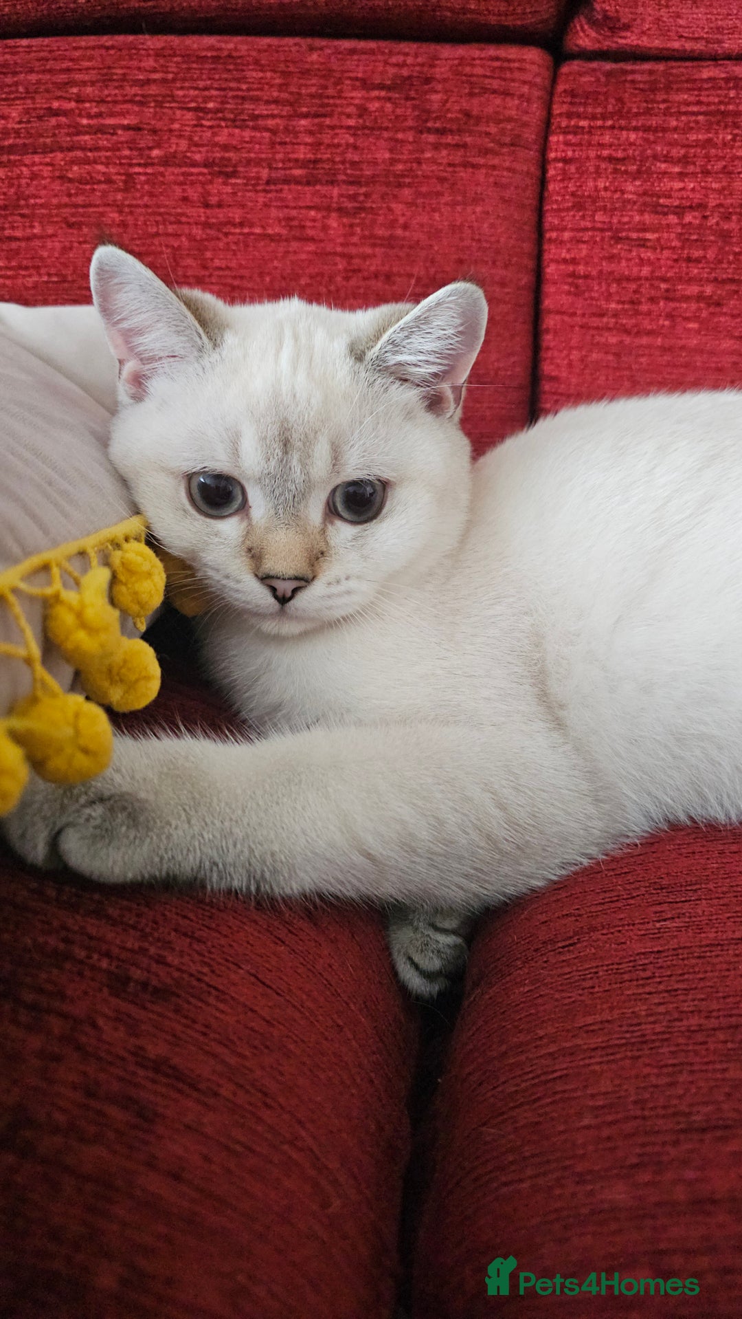 Scottish Fold cats for sale: Pedigree Scottish Folds kittens READY TO LEAVE - Image 5