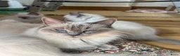 Ragdoll cats for sale: Last Blue Ragdoll kitten friendly health tested - Advert 16