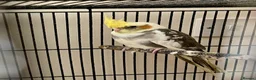Cockatiels birds for sale: Male Cockatiel 10 weeks old  - Advert 3
