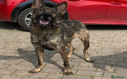 German Shepherd dogs for sale: BRUNO ~ STUNNING GERMAN SHEPHERD PUPPY - Image 3