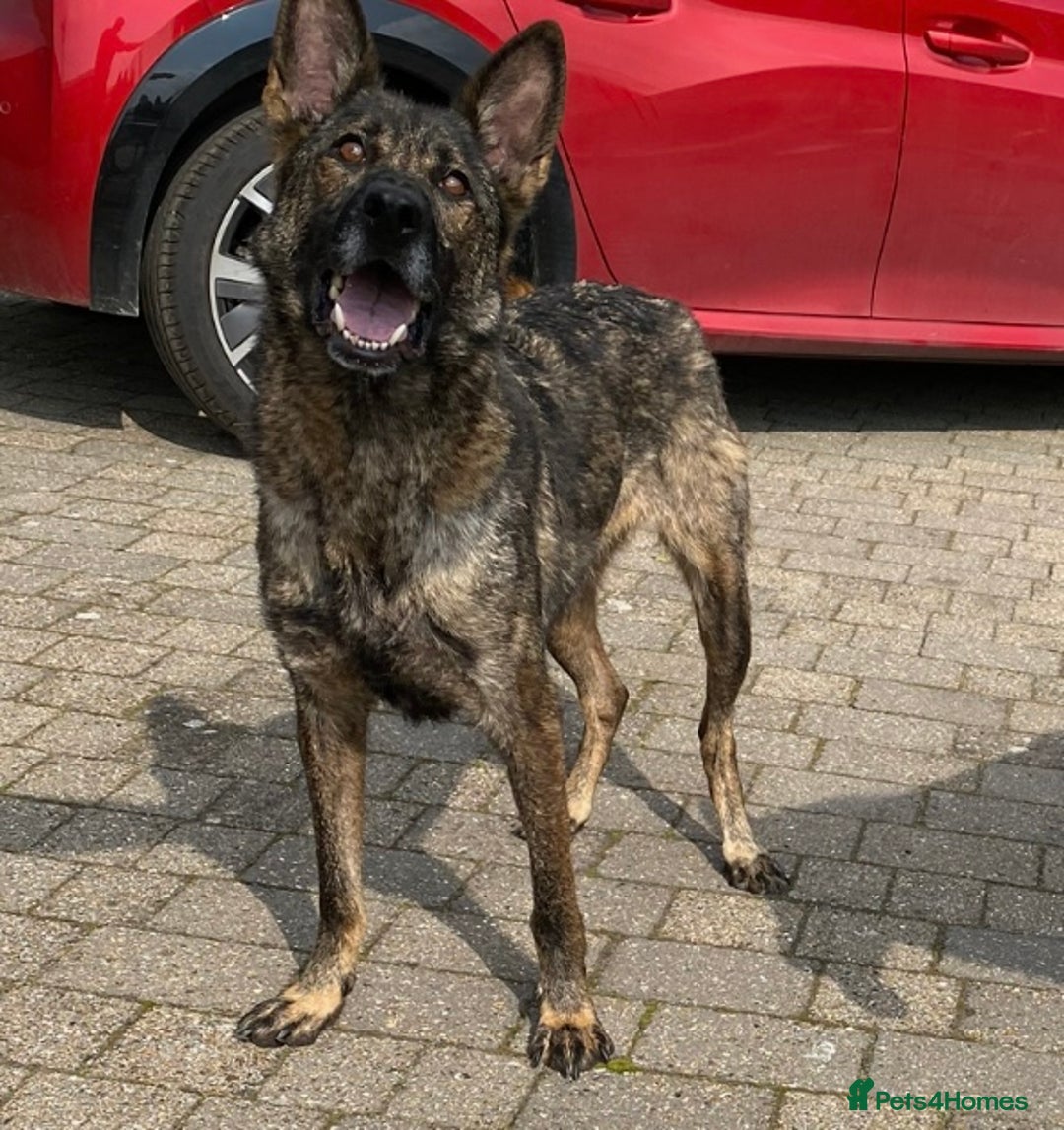 German Shepherd dogs for sale: BRUNO ~ STUNNING GERMAN SHEPHERD PUPPY - Image 3