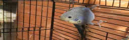 Budgerigars birds for sale: 4x budgie chicks £40 each ready now - Advert 6