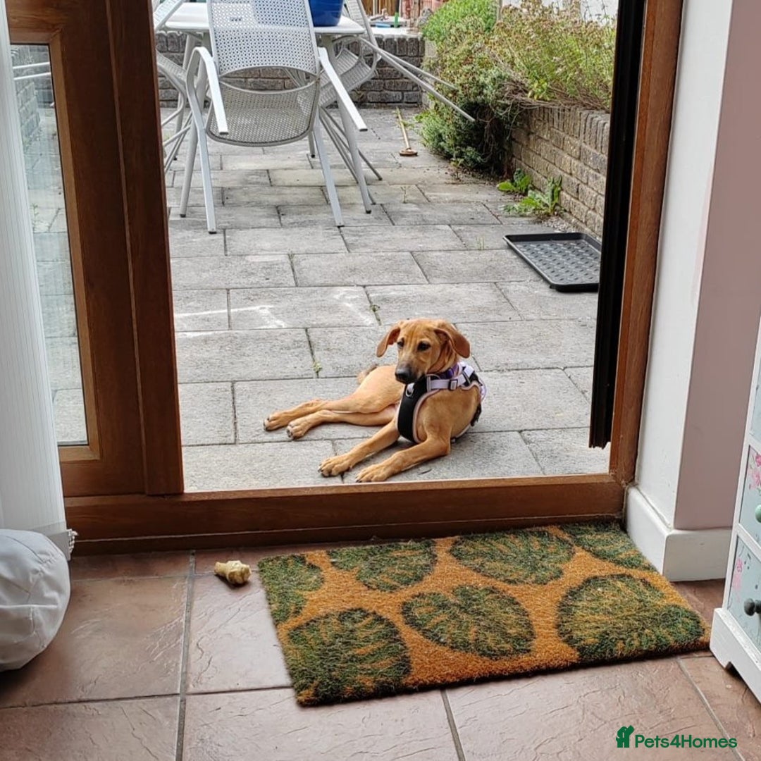 Mixed Breed dogs for adoption: Olive (Hound/Shepherd mix) - Image 11