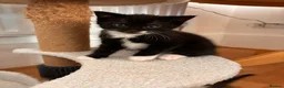 Mixed Breed cats for sale: Lovely playful kittens  - Advert 10