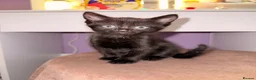 Mixed Breed cats for sale: Black kittens ready now – playful & loving in Feltham - Advert 2