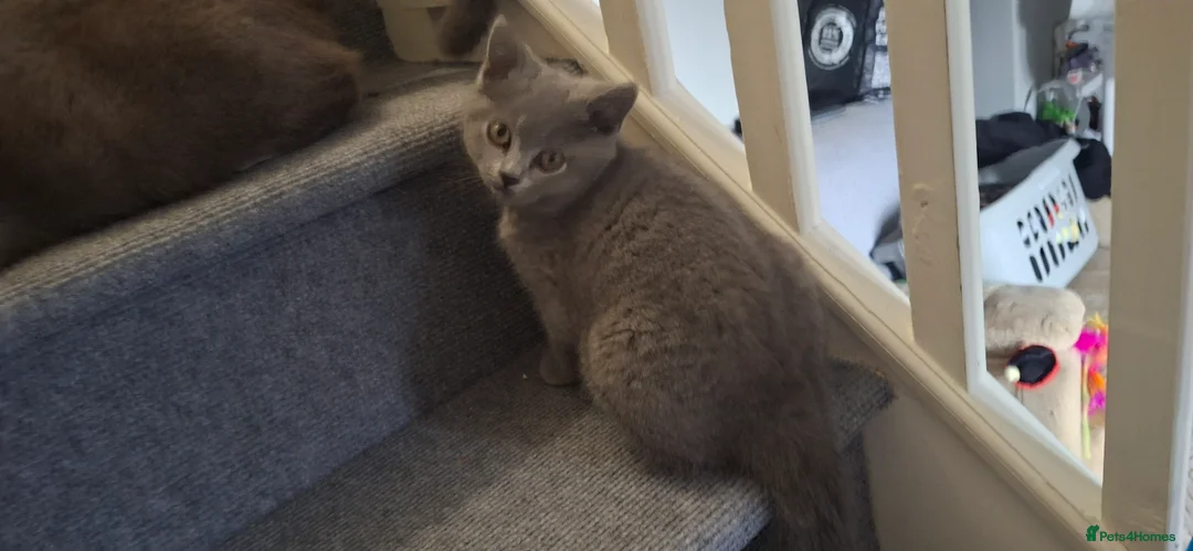 British Shorthair cats for sale: Female british shorthair kittens - Advert 3