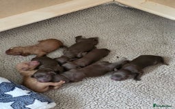 Cockapoo dogs for sale: Adorable F2b Cockapoo Puppies – Ready to Reserve  - Image 2
