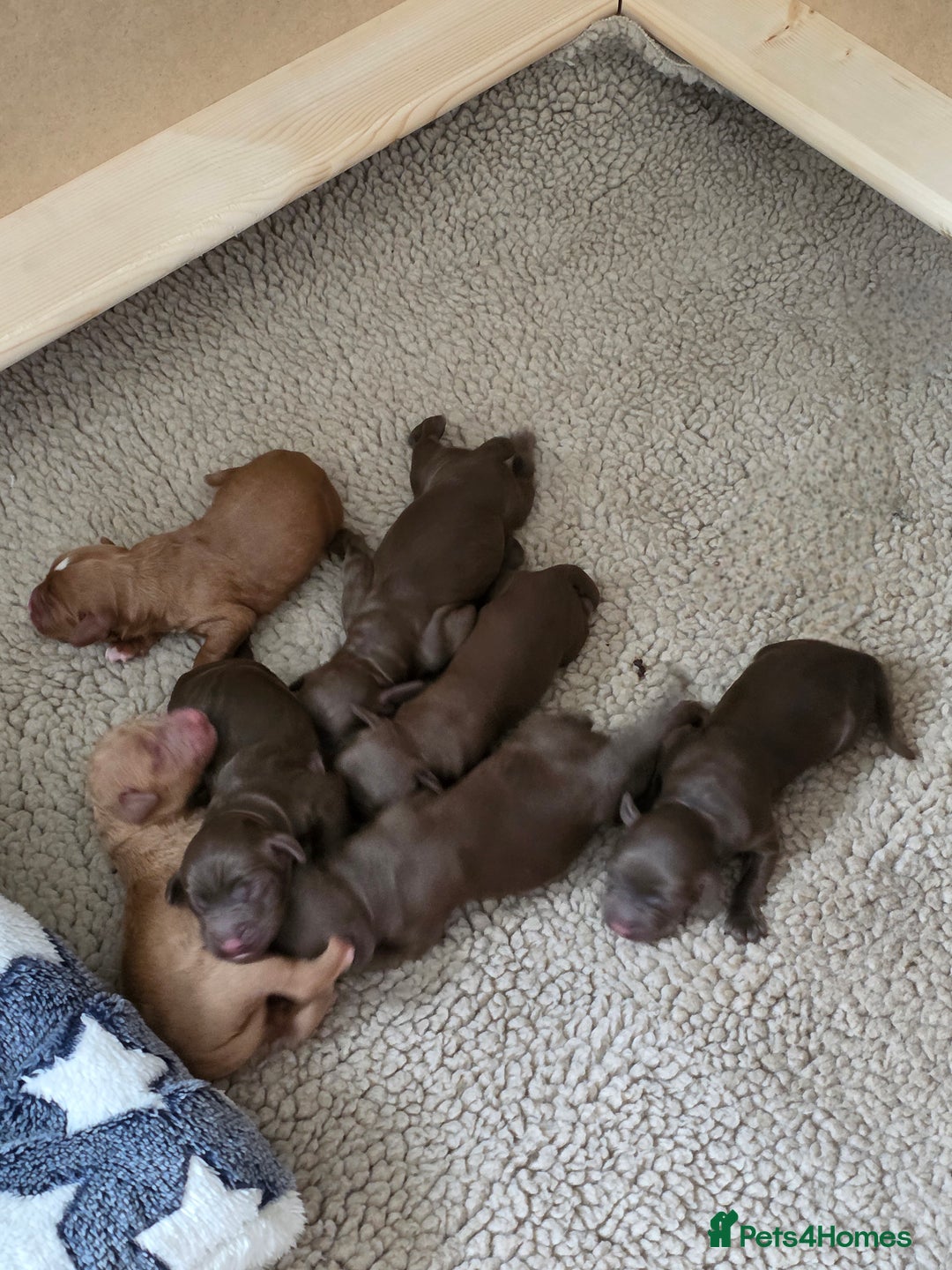 Cockapoo dogs for sale: Adorable F2b Cockapoo Puppies – Ready to Reserve  - Image 2