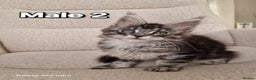 Maine Coon cats for sale: Pure Maine coon - Advert 38
