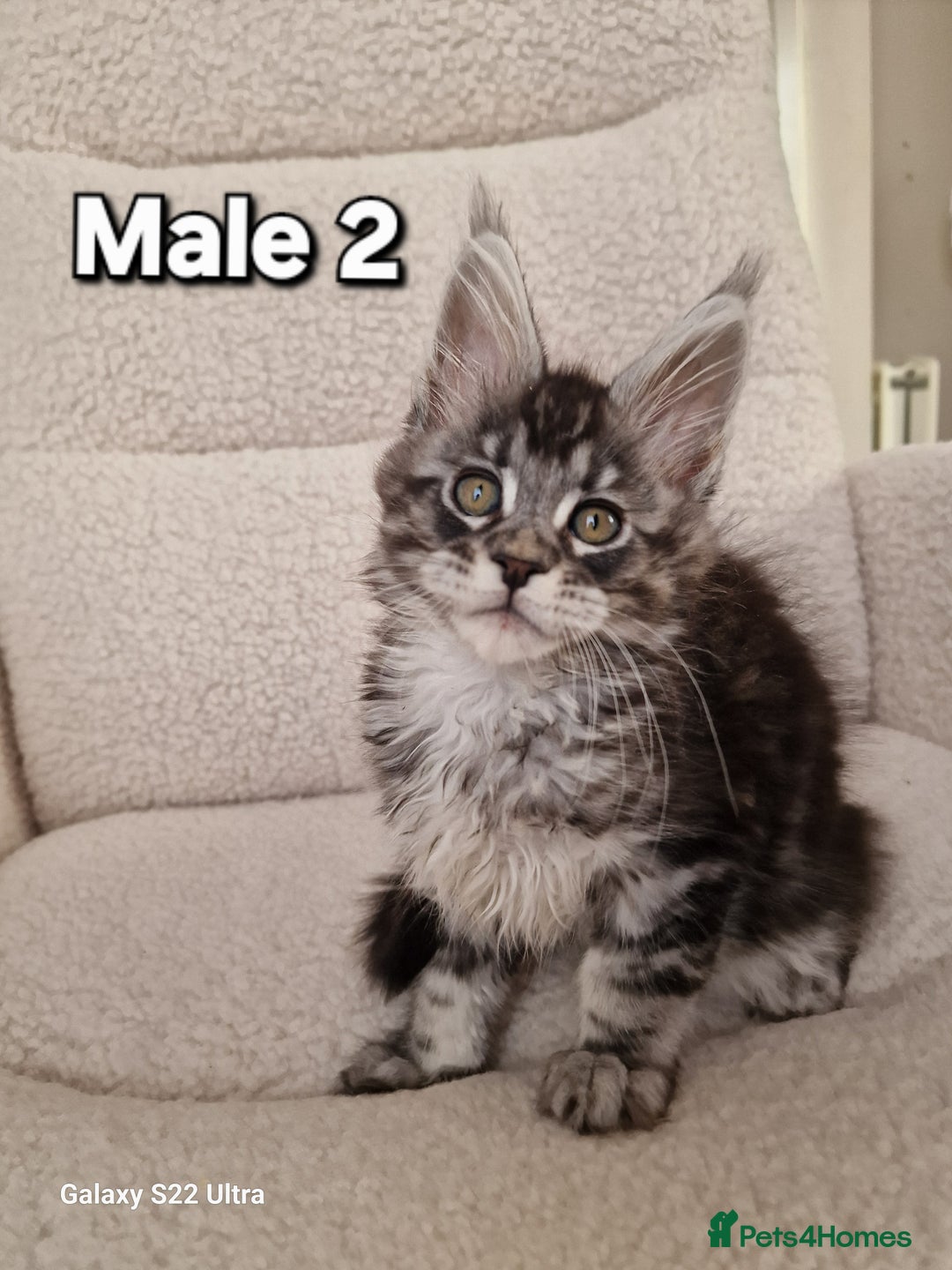 Maine Coon cats for sale: Pure Maine coon - Advert 38