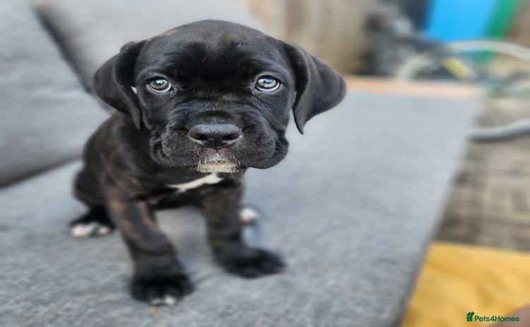 Cane Corso dogs - Advert 1