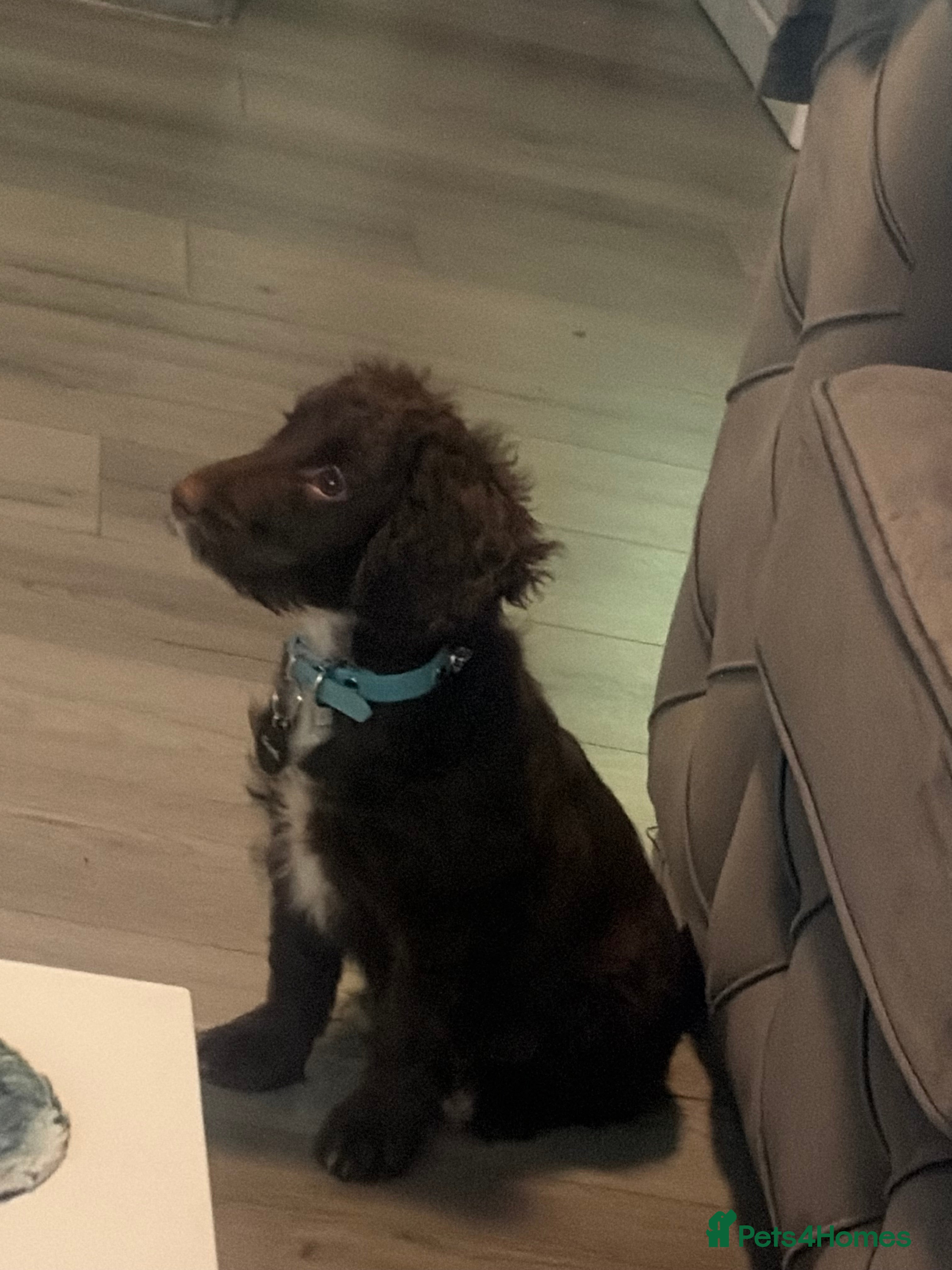 English Springer Spaniel dogs Male English spaniel - Advert 3