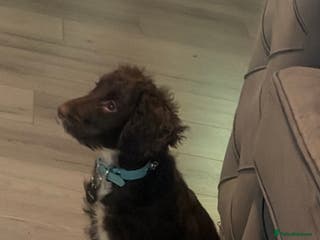 English Springer Spaniel dogs Male English spaniel - Advert 3