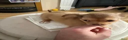 Chihuahua dogs for sale: Beautiful Long-Haired Chihuahua Puppies in Harlow - Advert 8