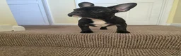 French Bulldog dogs for sale: Beautiful French bulldog 2 boys left - Advert 17