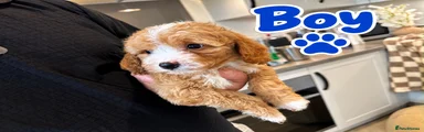 Maltipoo 4