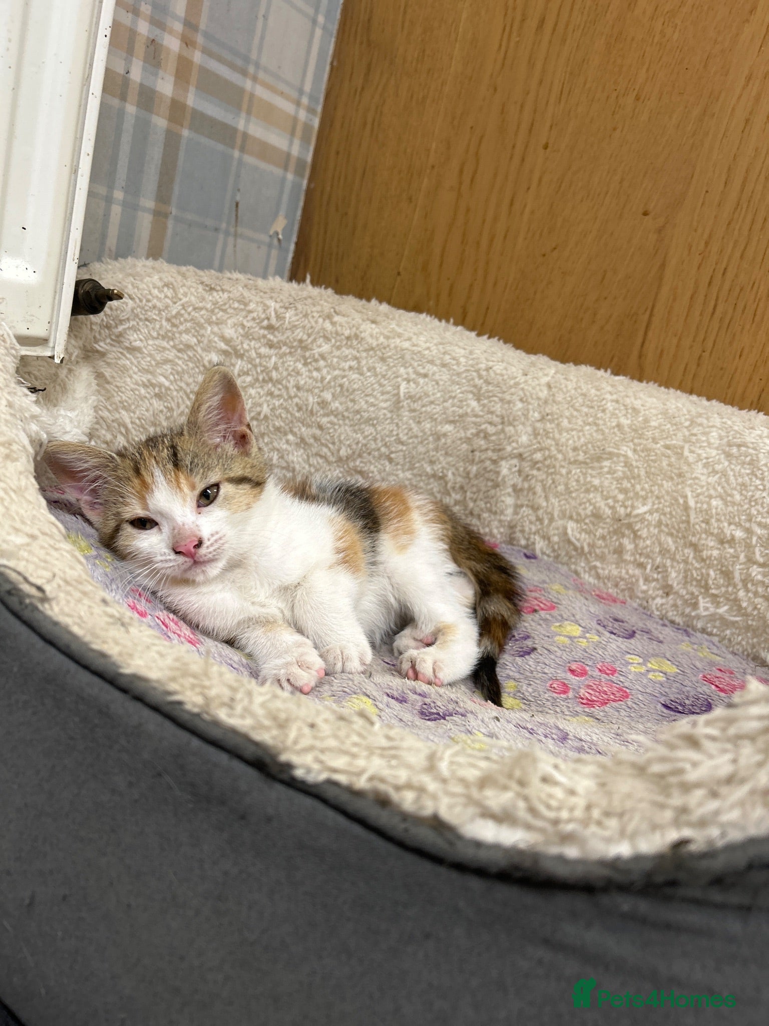 Mixed Breed cats Farm kitten - Advert 8