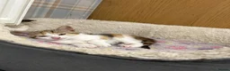 Mixed Breed cats for sale: Farm kitten - Advert 3