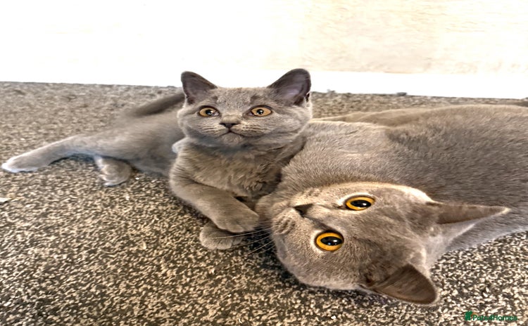 British Shorthair cats - Advert 4