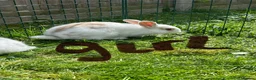 Mixed Breed rabbits for sale: English lop mixed with palomino  in Norwich - Advert 2