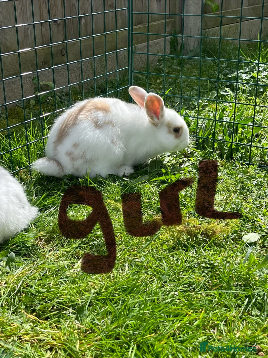 Mixed Breed rabbits for sale: English lop mixed with palomino  in Norwich - Advert 2