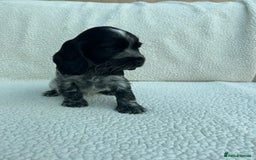 Cocker Spaniel dogs for sale: KC Reg Show Cocker Spaniels - Image 10