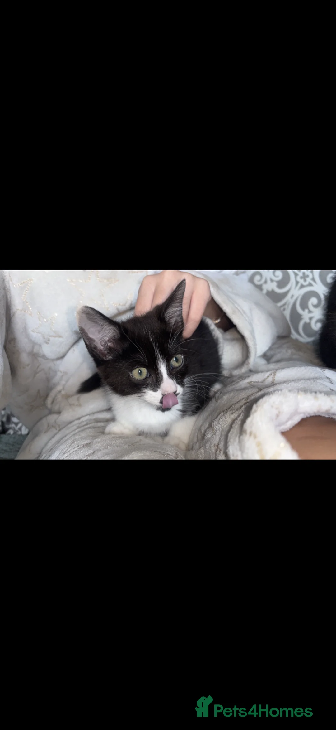 Mixed Breed cats for sale: tabby’s and tuxedo kittens - Advert 2