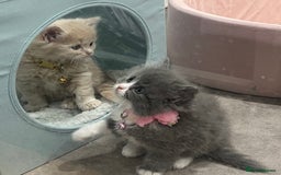 Ragdoll cats for sale: Persian x Ragdoll kittens - Image 1