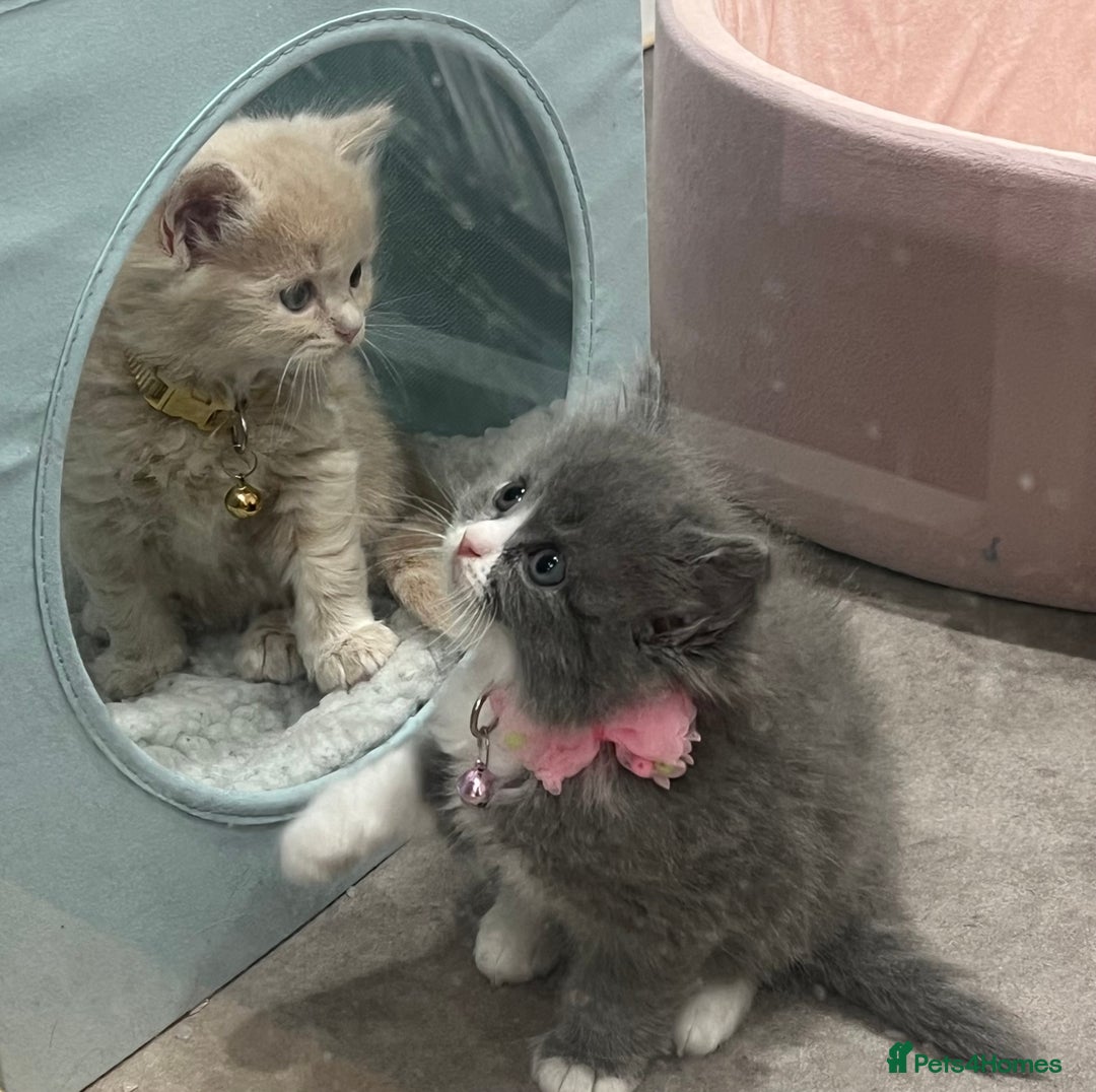 Ragdoll cats for sale: Persian x Ragdoll kittens - Image 1