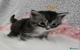 Maine Coon cats for sale: 6 Maine Coone kittens. - Image 7
