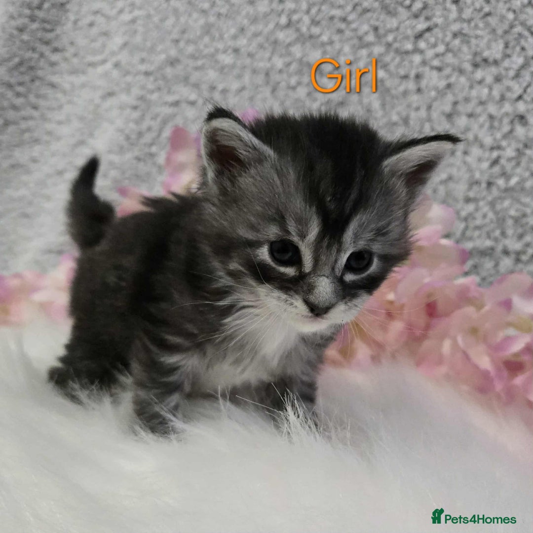 Maine Coon cats for sale: 6 Maine Coone kittens. - Image 7