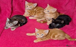Mixed Breed cats for sale: Amazing, beautiful kittens 3 boys, 2 girls - Image 16