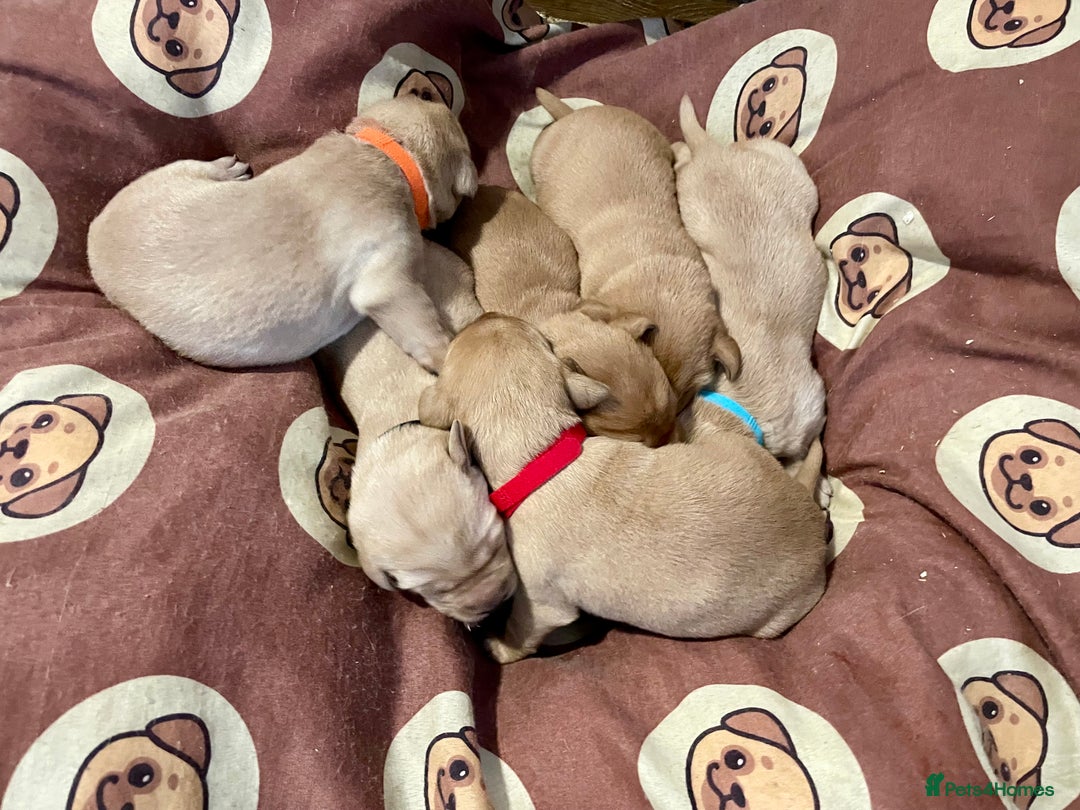 Labrador Retriever dogs for sale: KC Labrador pups ready 5th Jan 26 - Advert 8