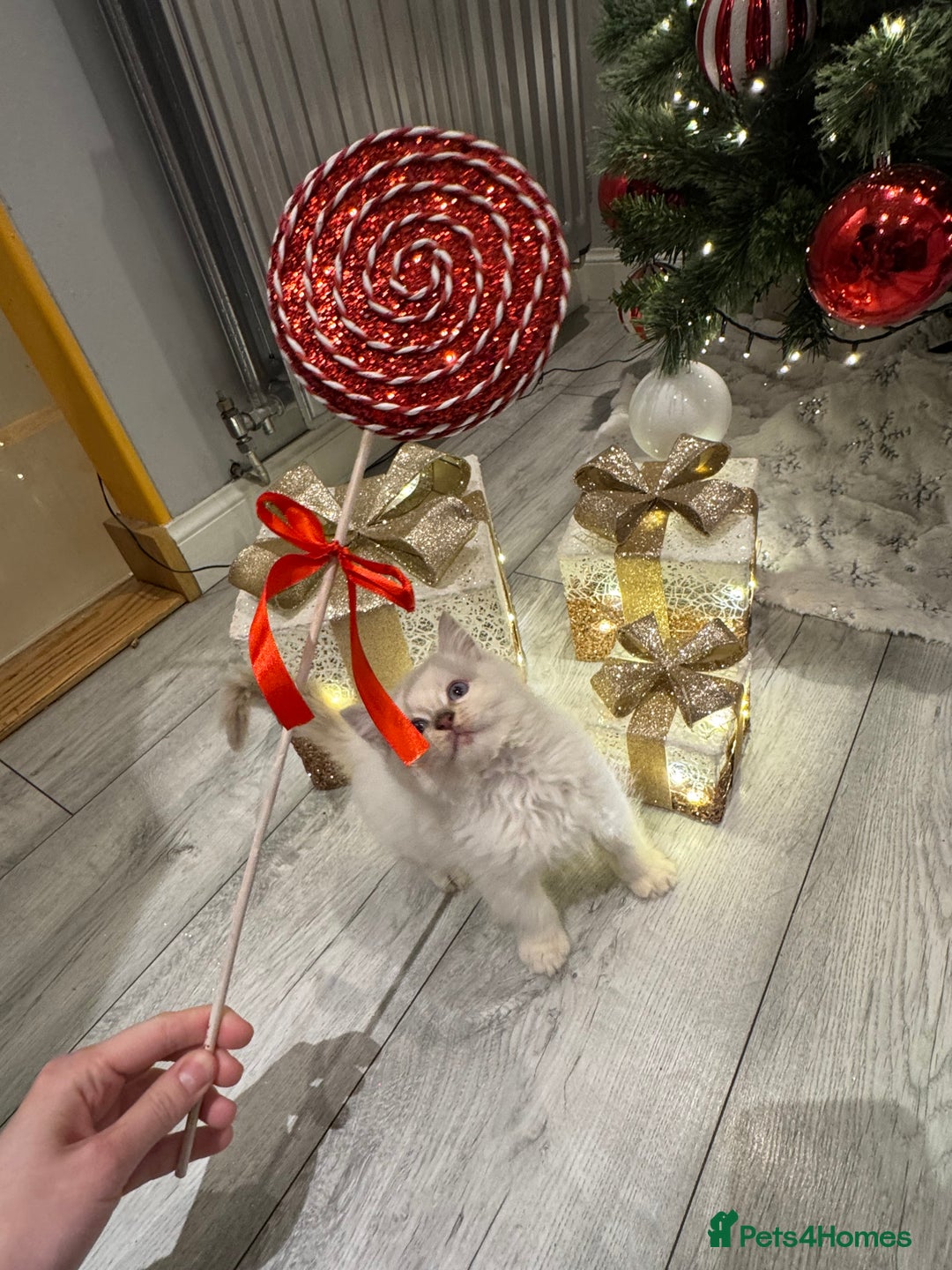 Ragdoll cats for sale: Ragdoll kittens  - Advert 4