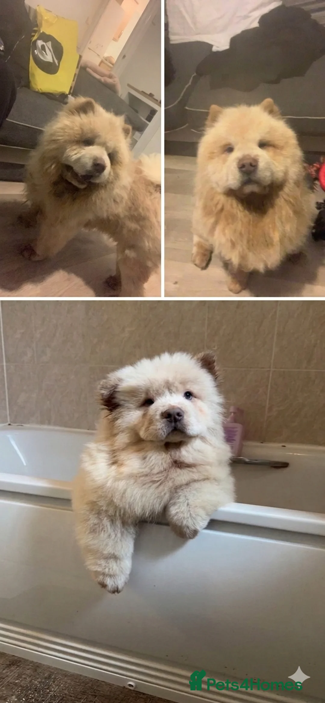 Chow Chow dogs for sale: Male chow chow for sale  in Plymouth - Advert 2