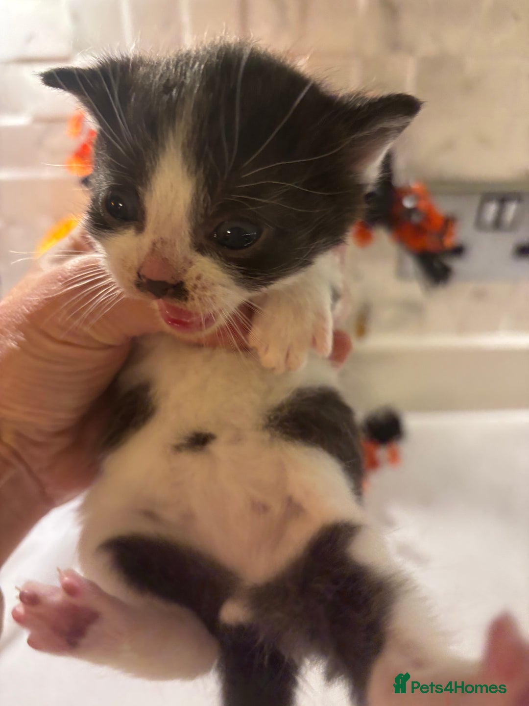 Mixed Breed cats for sale: Mixed British shorthair kittens! 🐈‍⬛  - Image 18