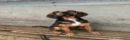 Bloodhound dogs for sale: Stunning bloodhound puppies  - Advert 1