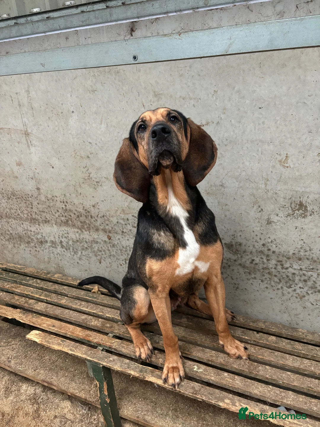 Bloodhound dogs for sale: Stunning bloodhound puppies  - Advert 1