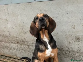 Bloodhound dogs Stunning bloodhound puppies - Advert 1