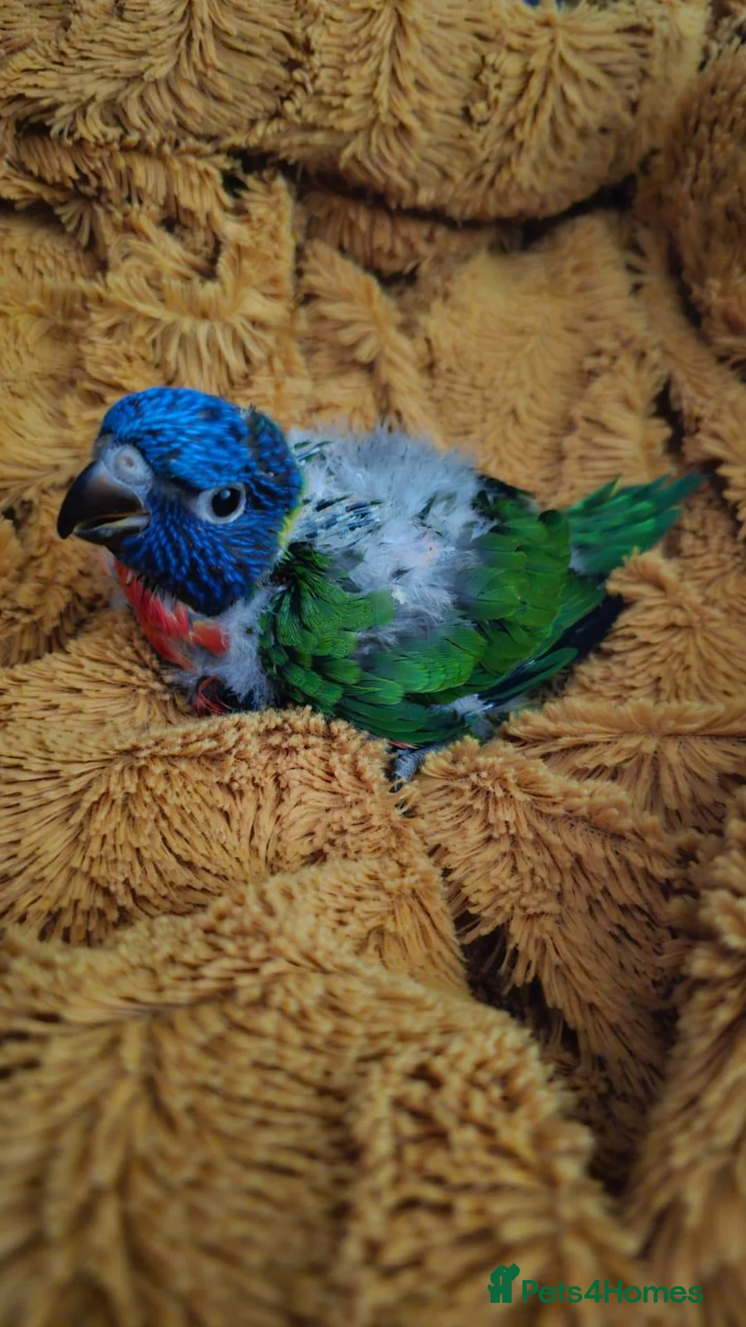 Lorikeets birds for sale: Young Rainbow lorikeet - Advert 5