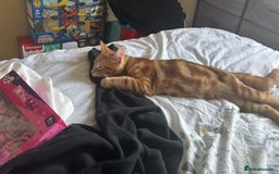 Domestic Shorthair cats for sale: Kitten for rehoming  - Image 1