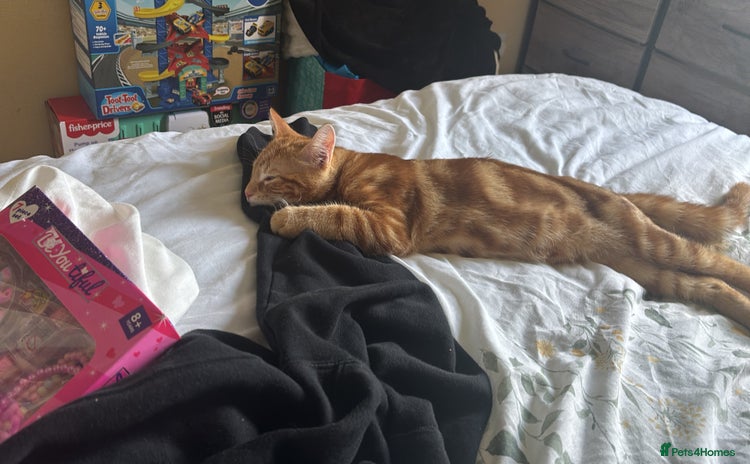 Domestic Shorthair cats - Advert 1