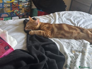 Domestic Shorthair cats for sale - Advert 1