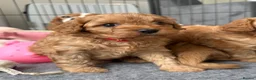Cavapoo dogs for sale: Extensively Health tested F1 Cavapoo🐾 puppies - Advert 11